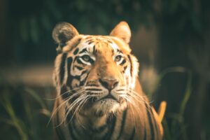 Conserving Big Cats in India: Progress, Challenges, and Future Perspectives, Best Sociology Optional Coaching, Sociology Optional Syllabus.
