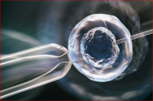 Synthetic Human Embryos: Navigating the Ethical and Regulatory Labyrinth of Biotechnology’s Newest Frontier, Best Sociology Optional Coaching, Sociology Optional Syllabus.