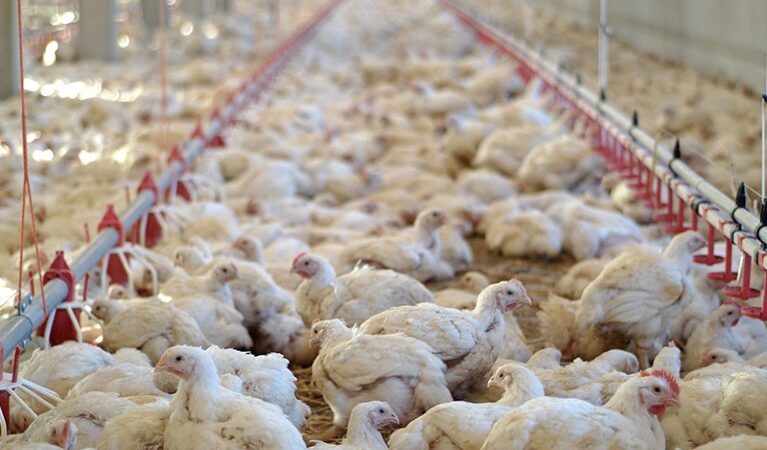 Is speciesism as bad as racism or sexism?