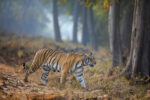 Prioritising wildlife conservation in India