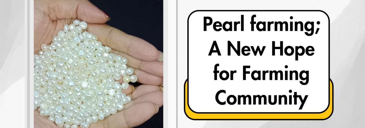 Pearl Farming; A New Hope for Farming Community