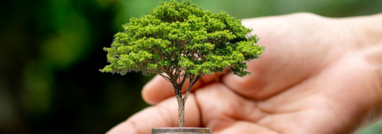 Development-Induced Displacement and Environmental Crisis
